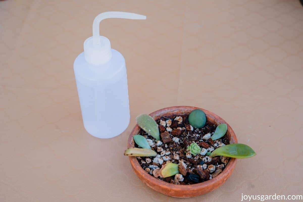 a squeeze bottle with a long neck sits next to a terra cotta saucer with succulent leaves