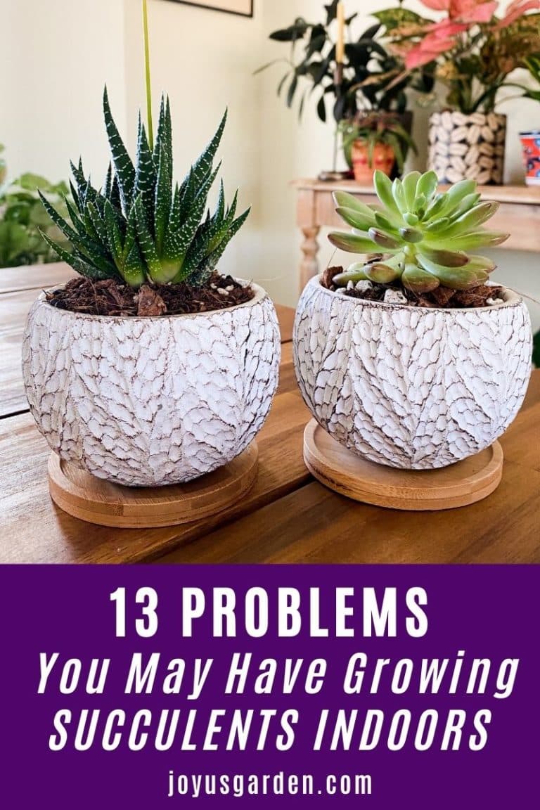 Succulent Houseplants: 13 Problems You May Have Growing Succulents Indoors