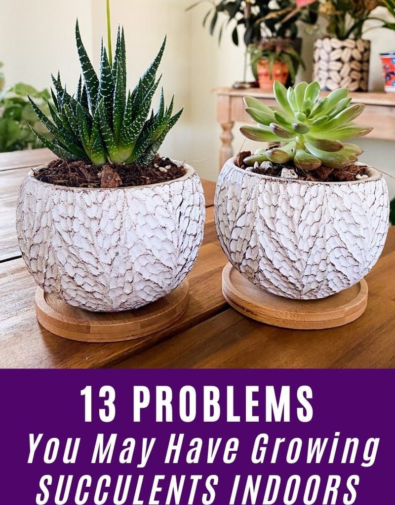 2 small succulent plants grow in small white pots the text reads 13 problems you may have growing succulents indoors