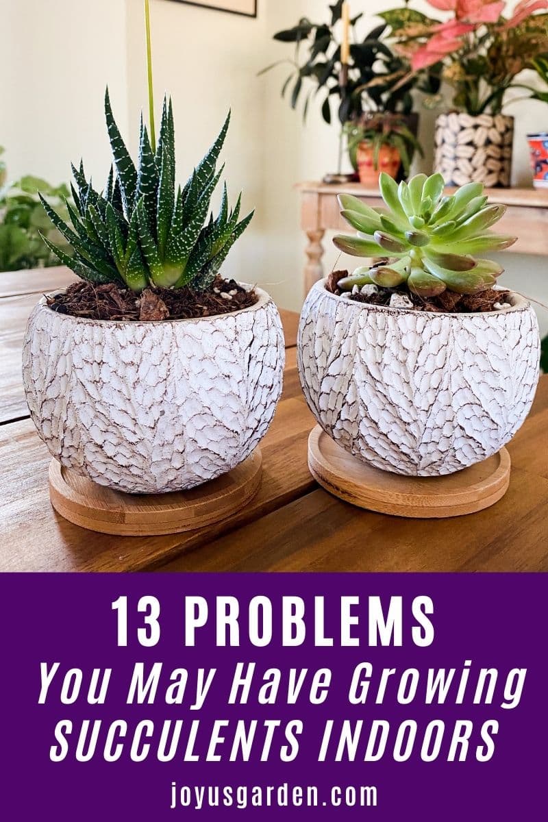 2 small succulent plants grow in small white pots the text reads 13 problems you may have growing succulents indoors
