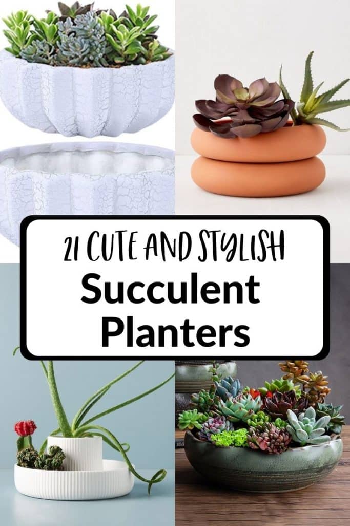 4 low succulent planters make a collage the text reads 21 cute & stylish succulent planters