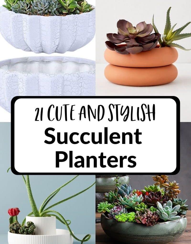 4 low succulent planters make a collage the text reads 21 cute & stylish succulent planters