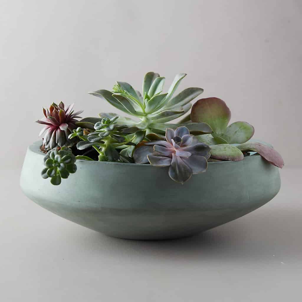 concrete shallow bowl planter with an array of succulents inside available at Terrain