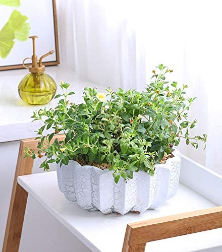 large ceramic succulent planter available at Amazon