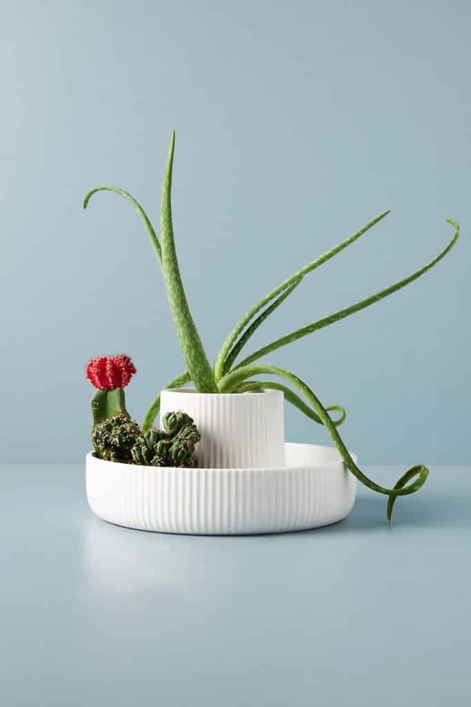 ceramic pot planter with an array of succulents inside available at Anthropologie