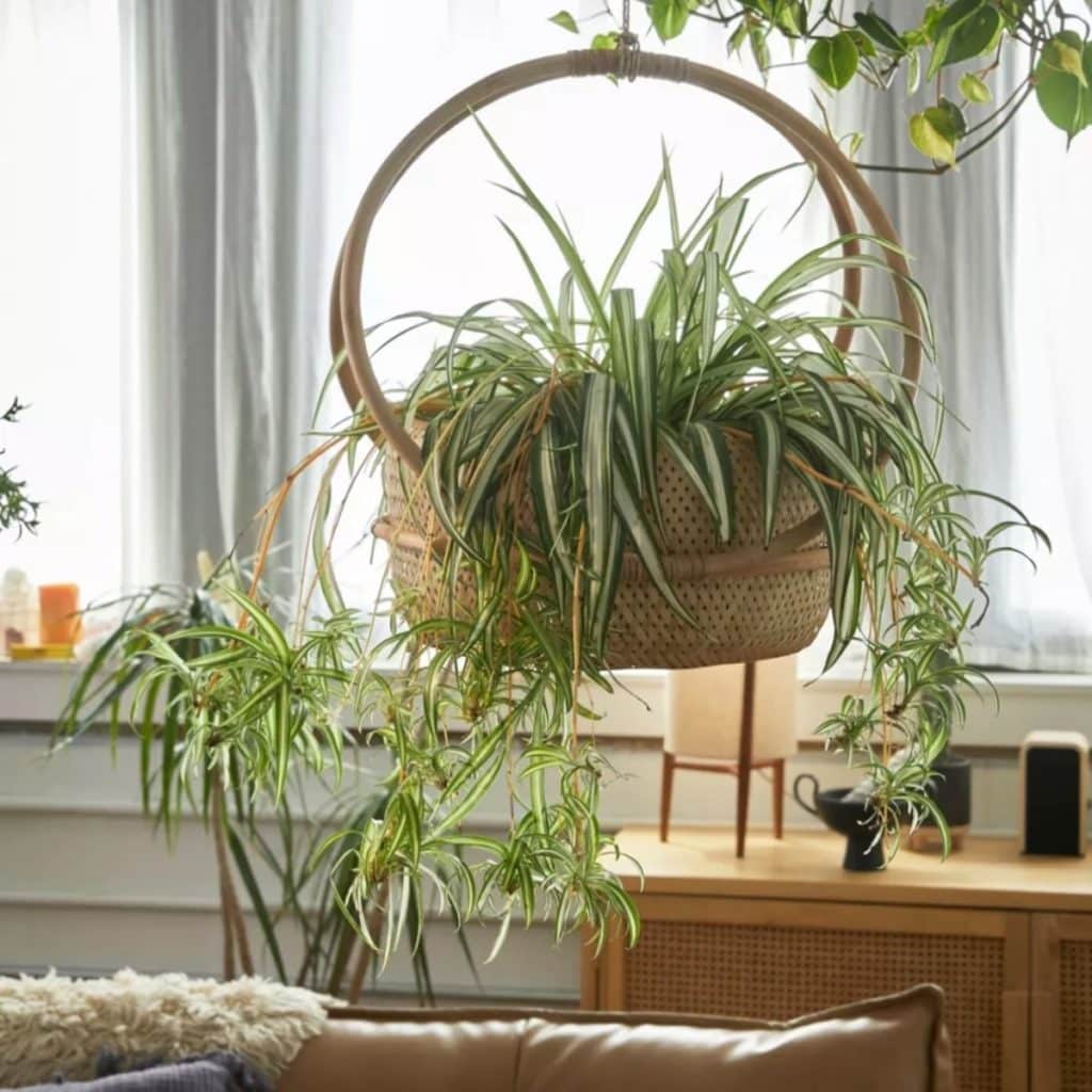 rattan hanging planter with spider plant inside from urban outfitters 