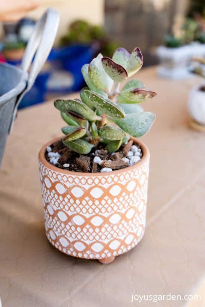 close up of a small calico hearts succulent plant in a patterned terra cotta pot