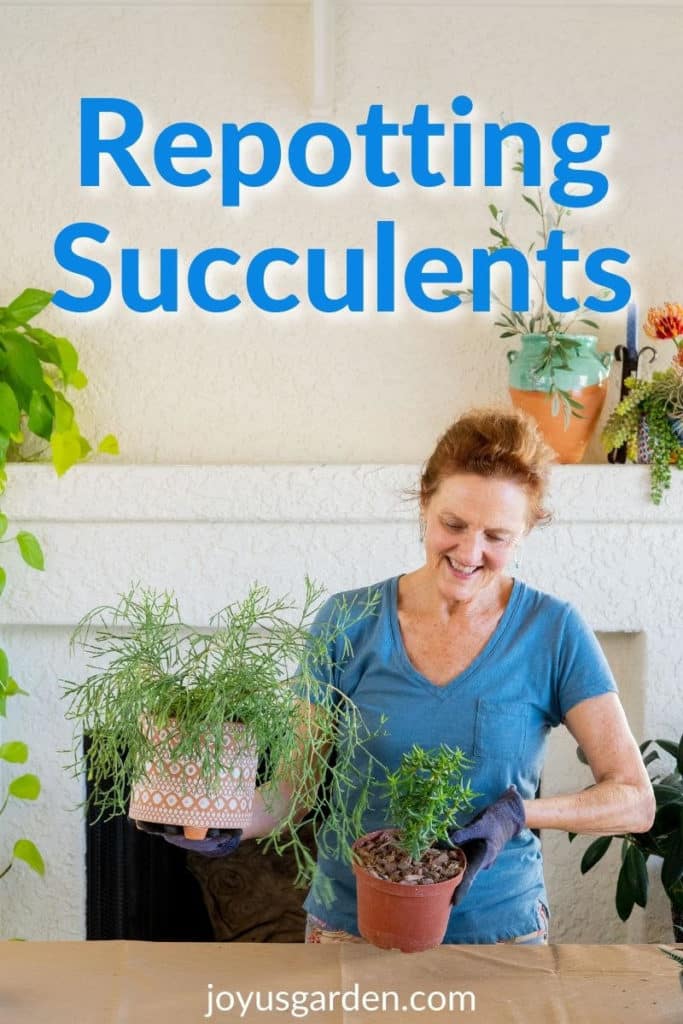 nell foster holds 2 succulent plants the text reads repotting succulents