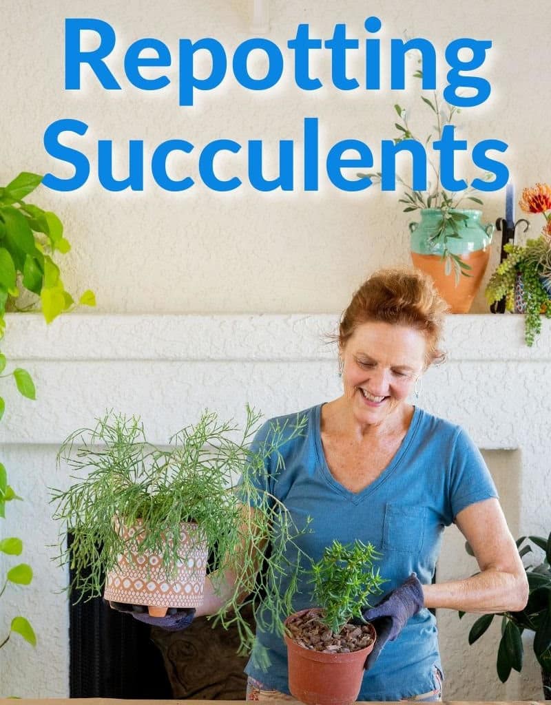 nell foster holds 2 succulent plants the text reads repotting succulents