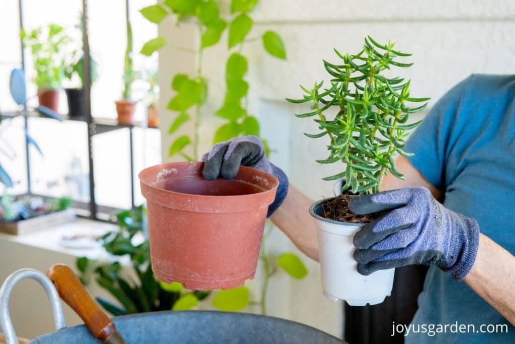 2 hands hold an empty plant grow pot & a miniature pine tree succulent in a pot
