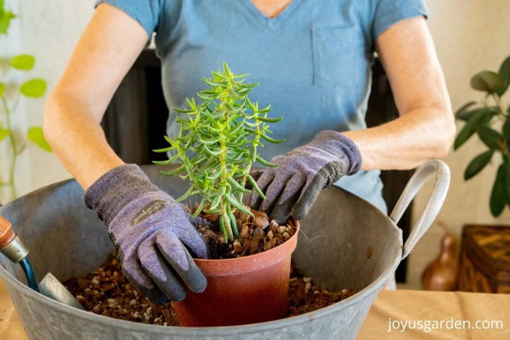 2 hands in acton are repotting a miniature pine tree succulent