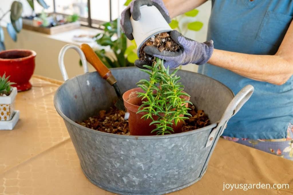 2 hands take a miniature pine tree succulent out of its grow pot over a bin of succulent soil mix