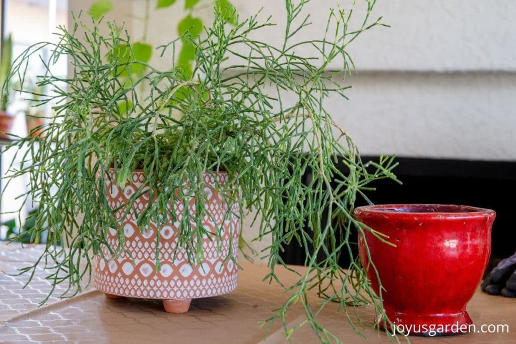 a dancing bones succulent in a patterned terra cotta pot sits next to an empty red ceramic pot