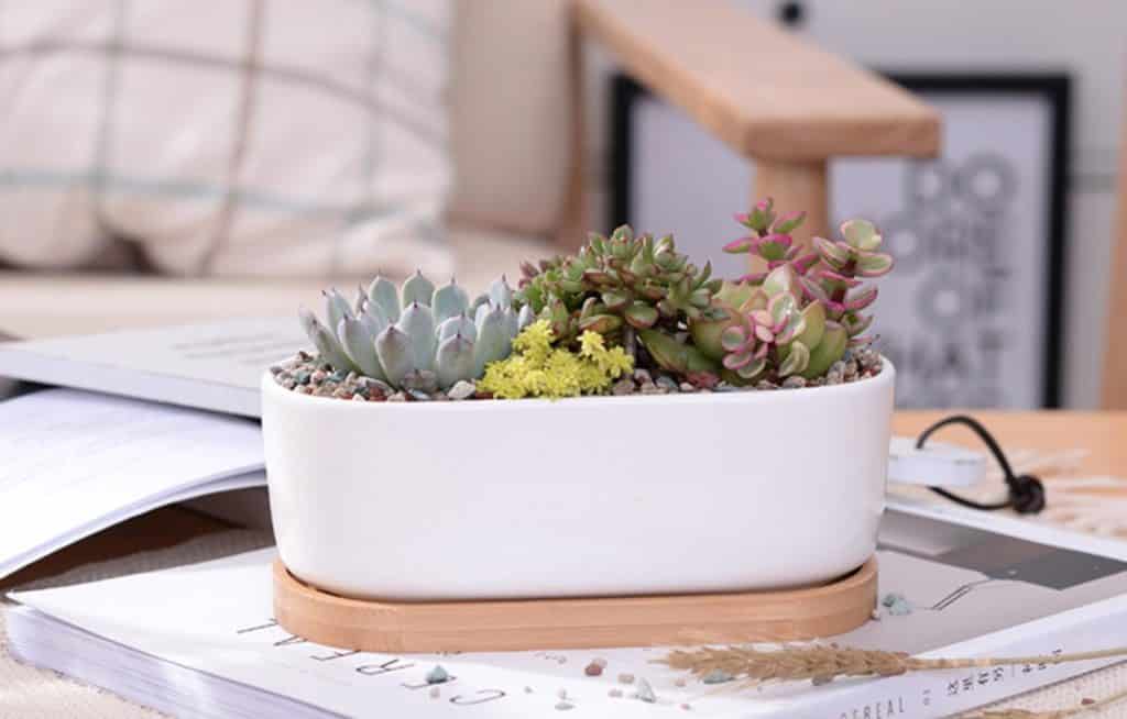 white ceramic and bamboo planter with an array of succulents inside available at etsy