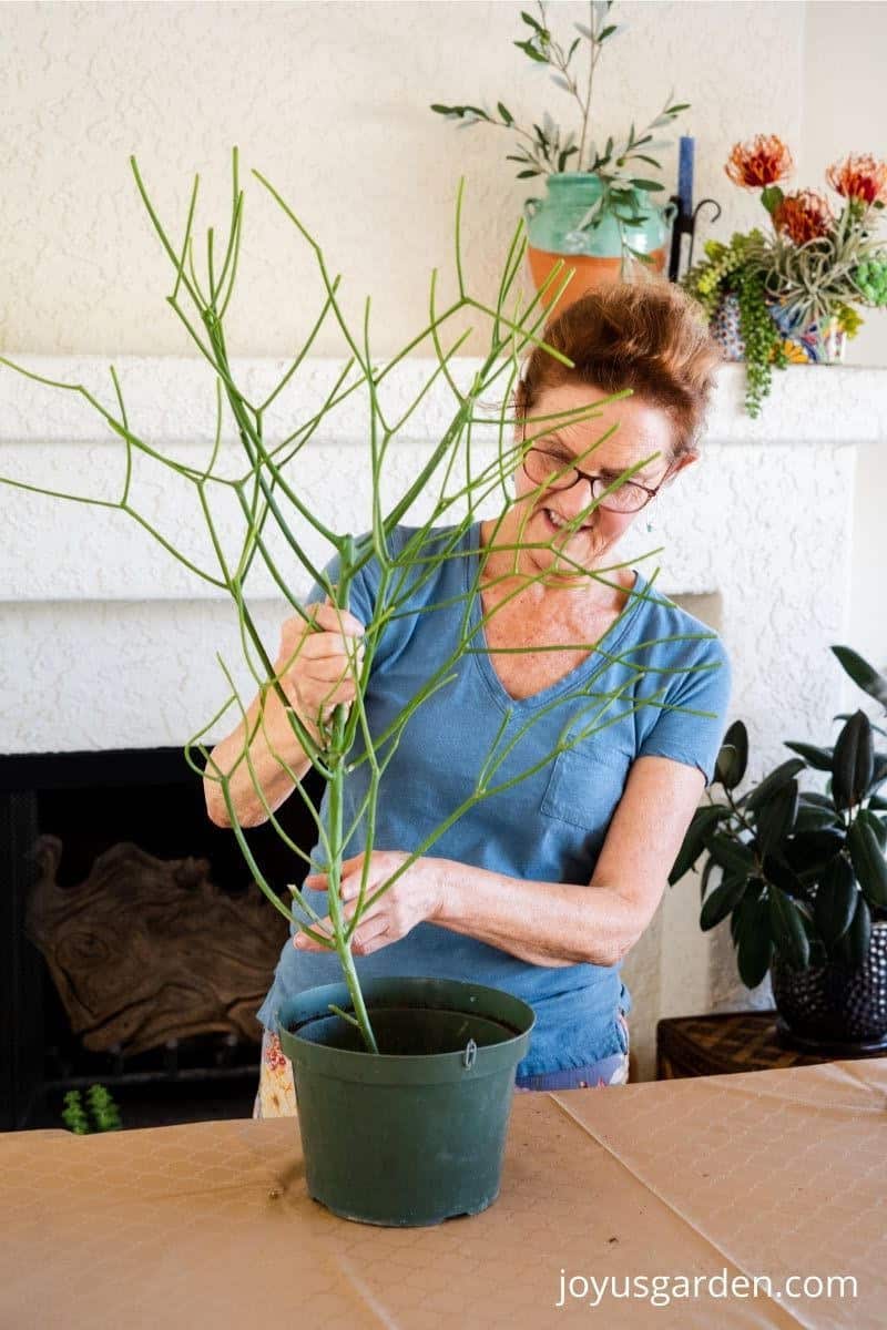 Nell foster repots a pencil cactus cutting indoors.