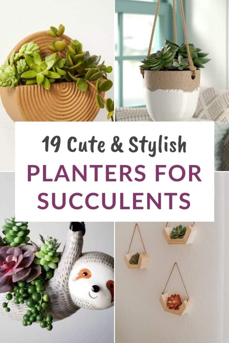 19 Hanging Planters for Succulents