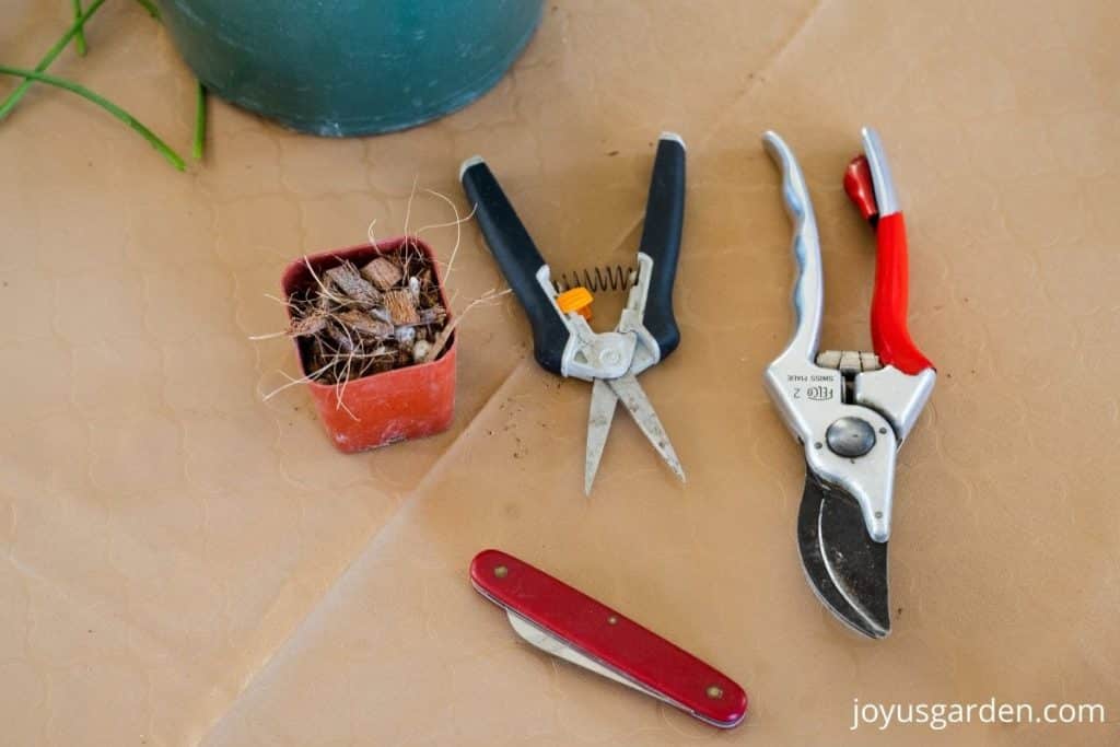 tools used for propagating succulents including pruners, floral nips, a knife, grow pot filled with succulent mix