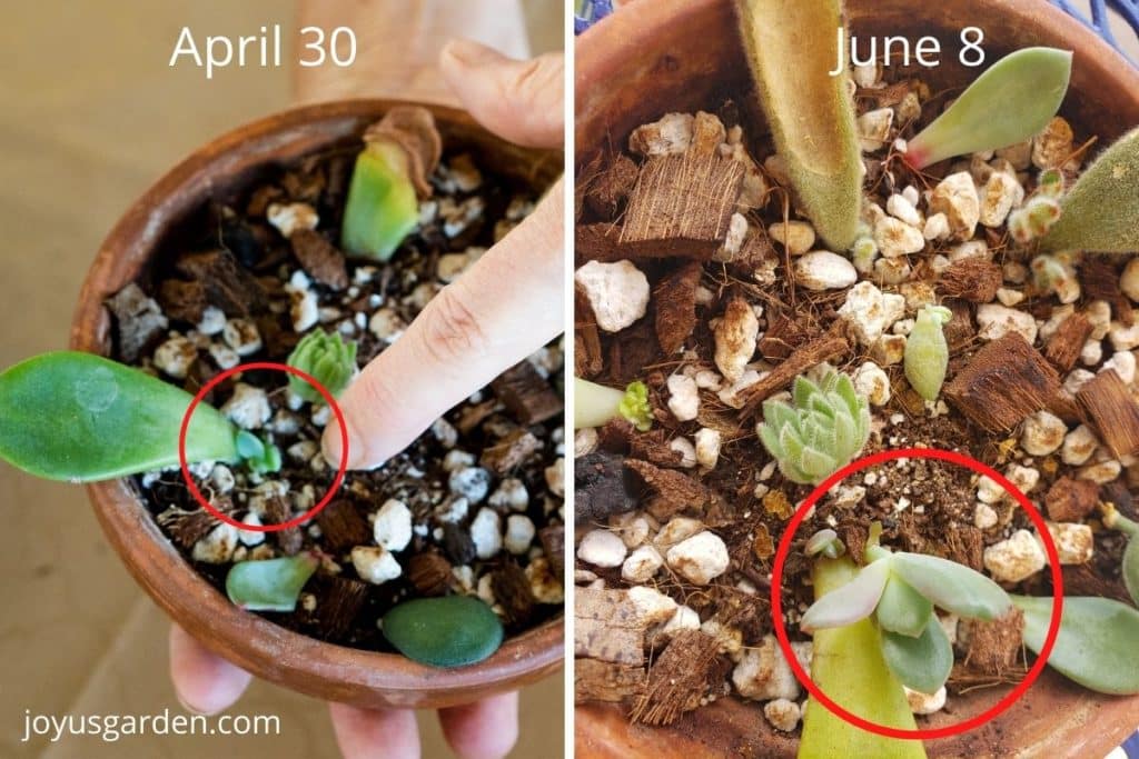 a split photos shows the progress of succulent leaf cuttings in a saucer filled with mix the baby plant is circled & the dates are at the top