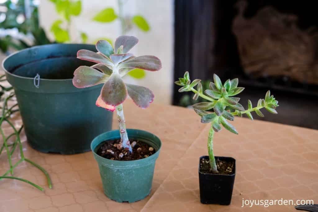 2 small succulents sit on a table indoors