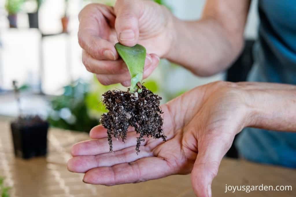 2 hands hold a succulent leaf which has been propagated & is showing roots & a baby plant