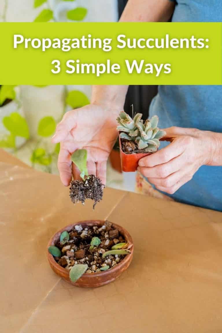 Propagating Succulents 3 Simple Ways