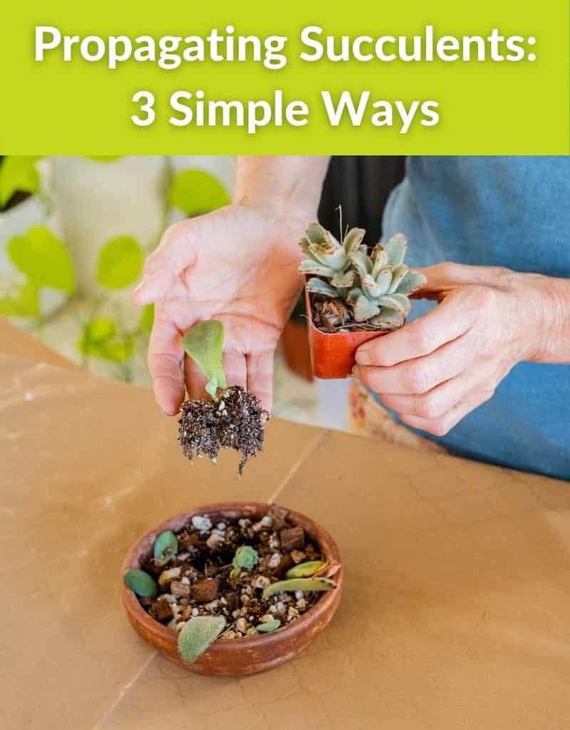 2 hands hold small succulents that have been propagated the text reads propagating succulents 3 simple ways