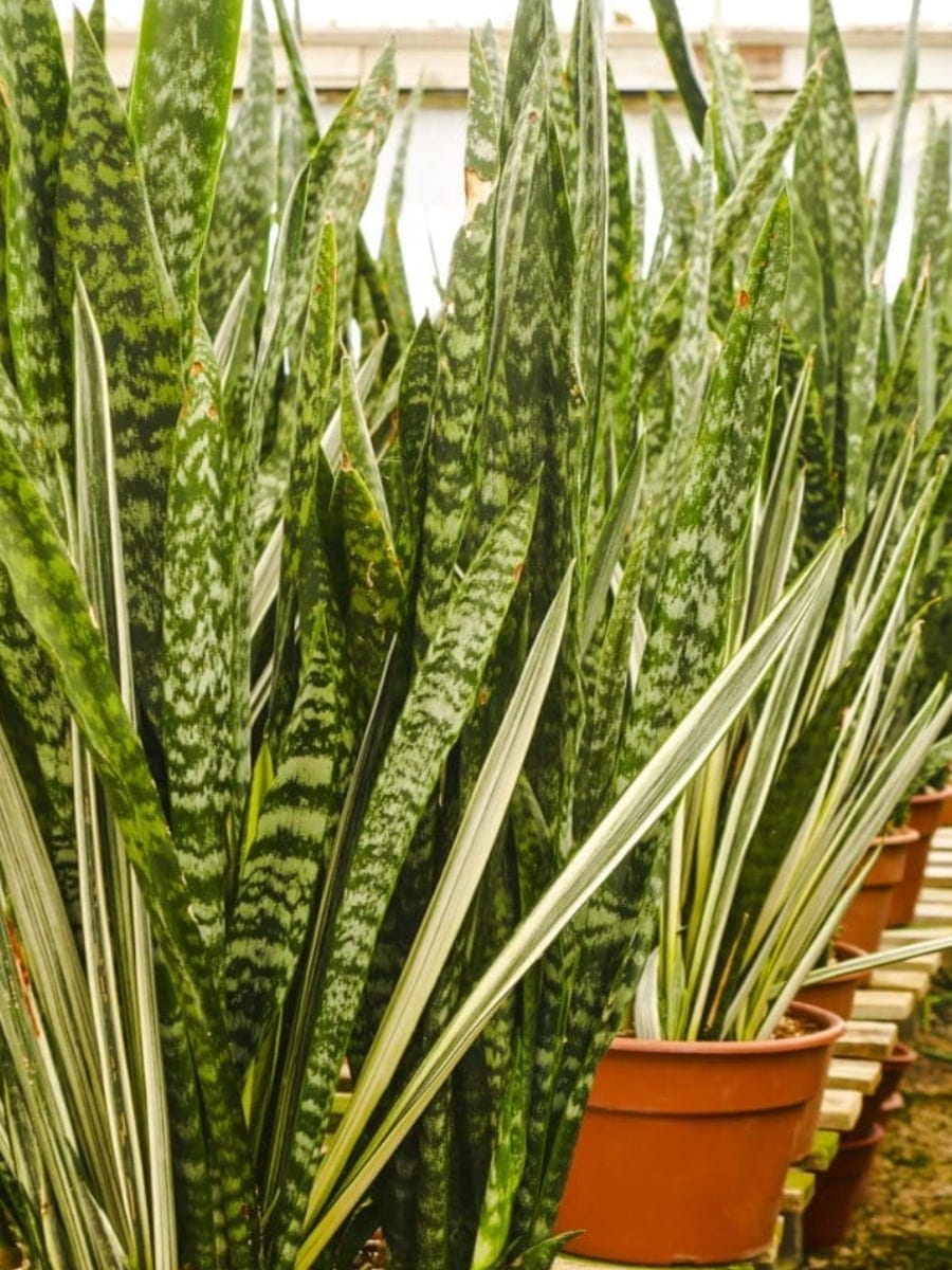 How To Care For Snake Plant (Sansevieria) Joy Us Garden