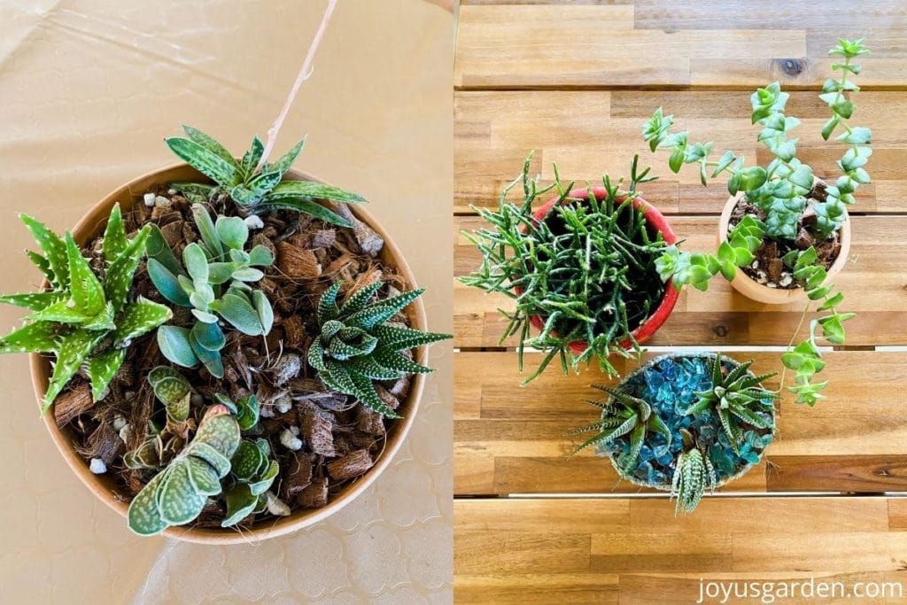 a split image shows a succulent bowl on 1 side & 3 small succulents on the other side