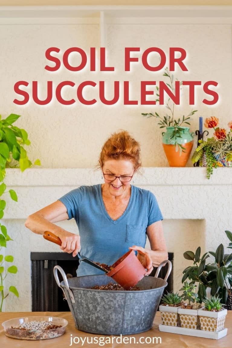Succulent Soil Mix: The Best For Succulent Plants