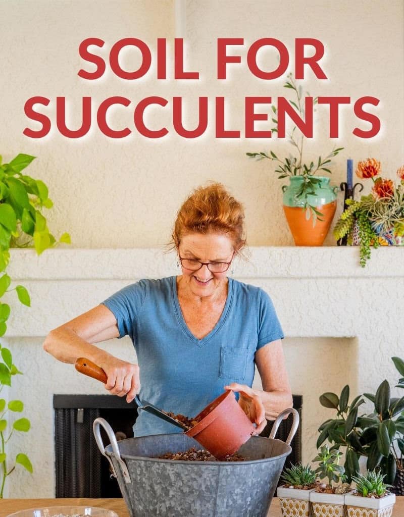 nell foster scoops potting soil out of a tine bin the text reads soil for succulents