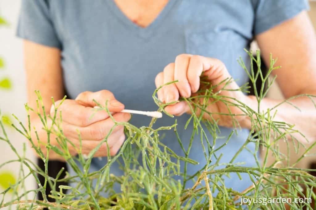 a woman dabs the stem of a dancing bones cactus with a cotton swab & rubbing alcohol for mealybugs