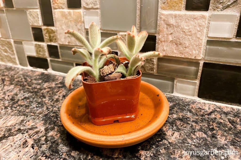 a panda plant succulent in a small grow pot sits n a saucer full of water