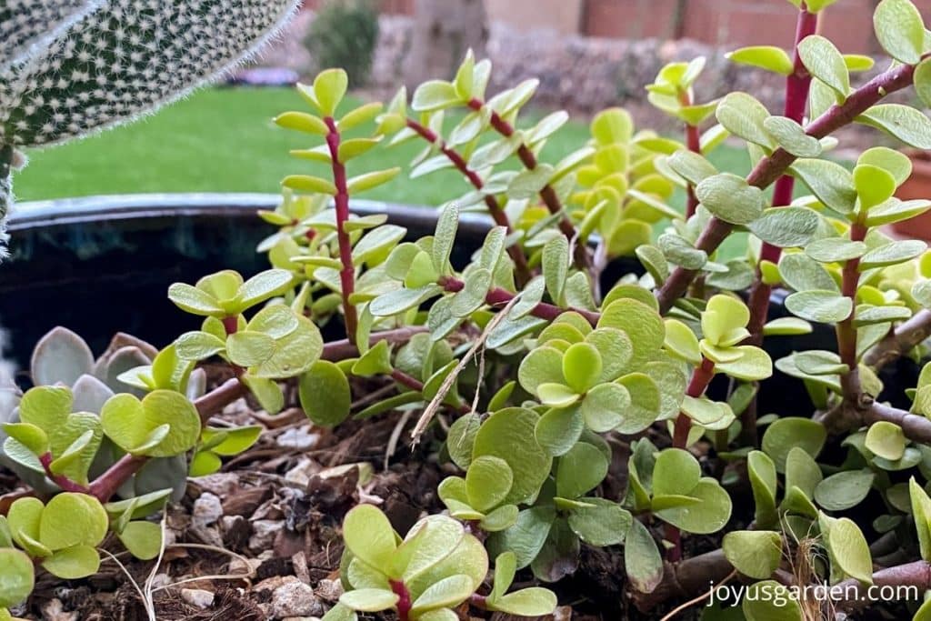 close up of a succulent pot that the soil has sunken down in