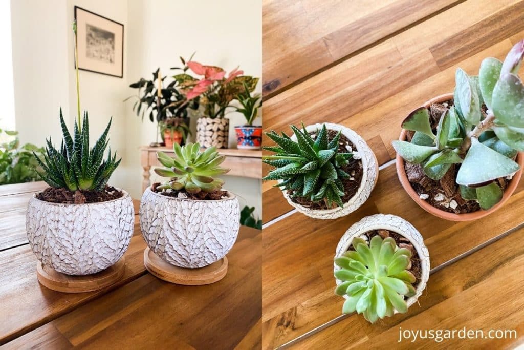 a split image showing 5 small succulent houseplants in small pots