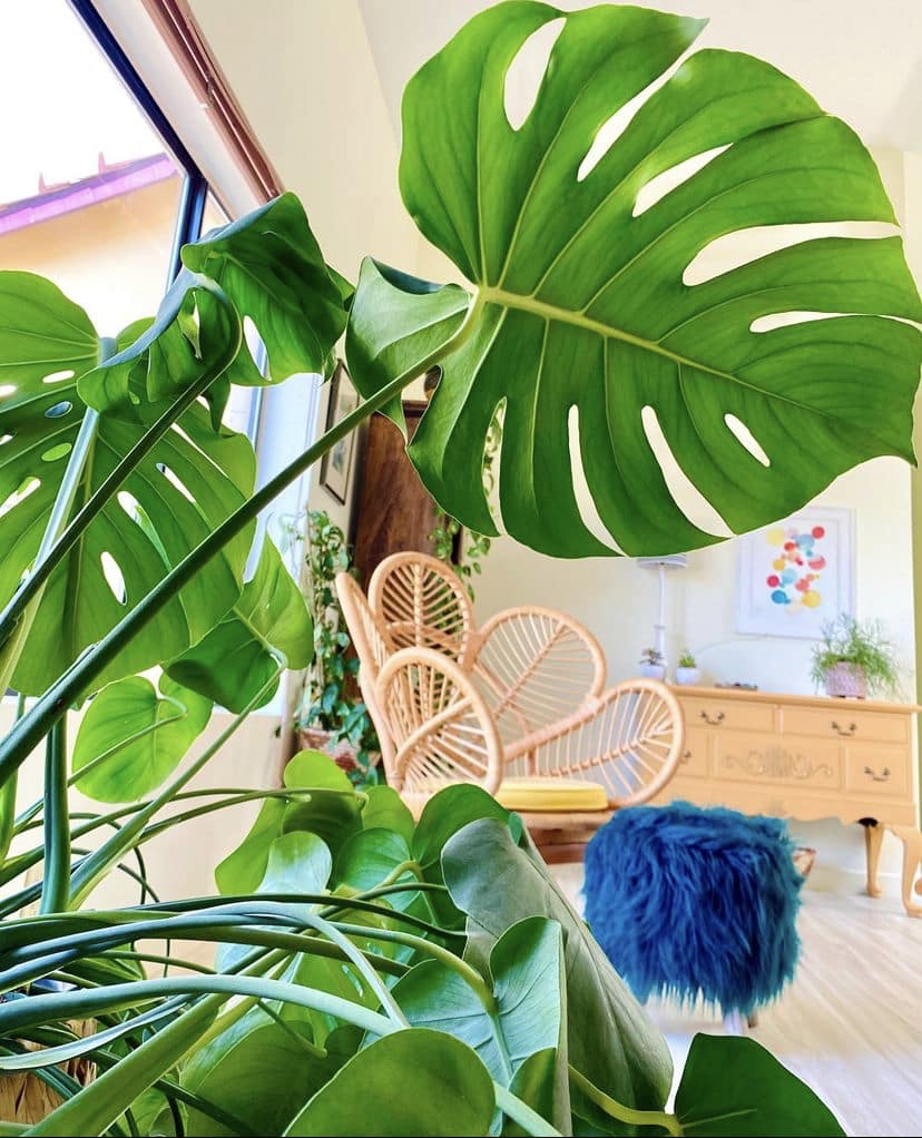 Repotting Monstera Deliciosa: How To Repot Swiss Cheese Plant - Joy Us  Garden | Care, Propagation, and Pruning