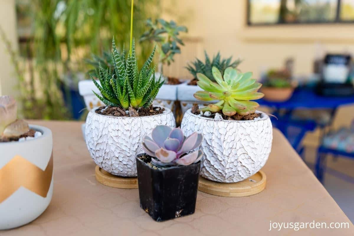 How To Plant Succulents In Small Pots