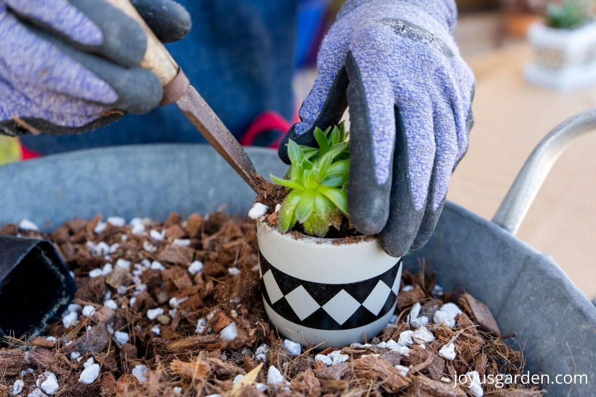 How To Plant Succulents In Small Pots