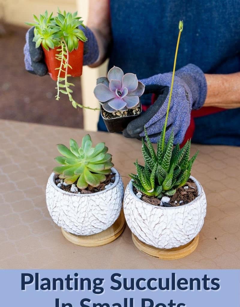 2 hands hold 2 small succulents there are 2 succulents in ceramics on the table the text reads planting succulents in small pots