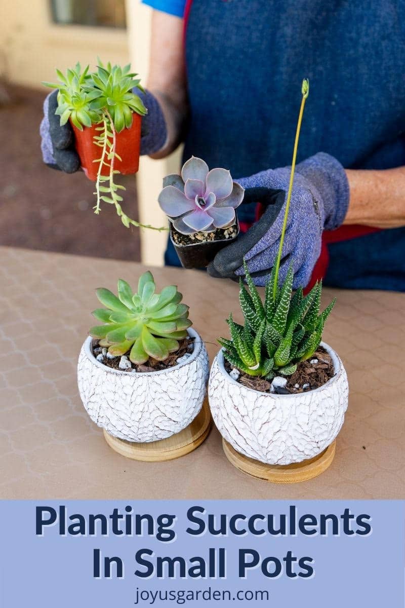 2 hands hold 2 small succulents there are 2 succulents in ceramics on the table the text reads planting succulents in small pots