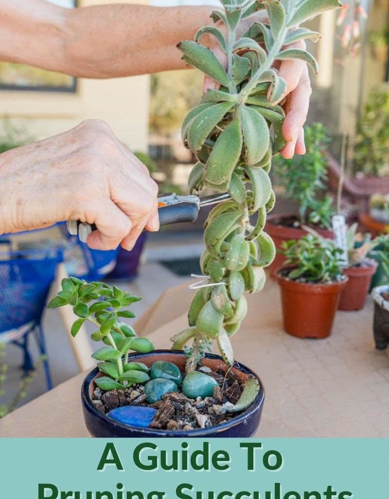 the stem of a panda plant is being pruned with a pair of floral snips the text reads a guide to pruning succulents