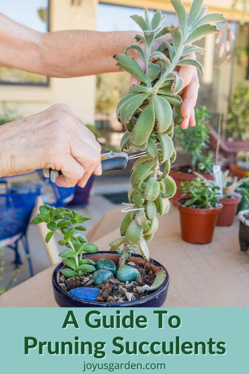 Why the Leaves on a Jade Plant Turn Yellow? - World of Succulents