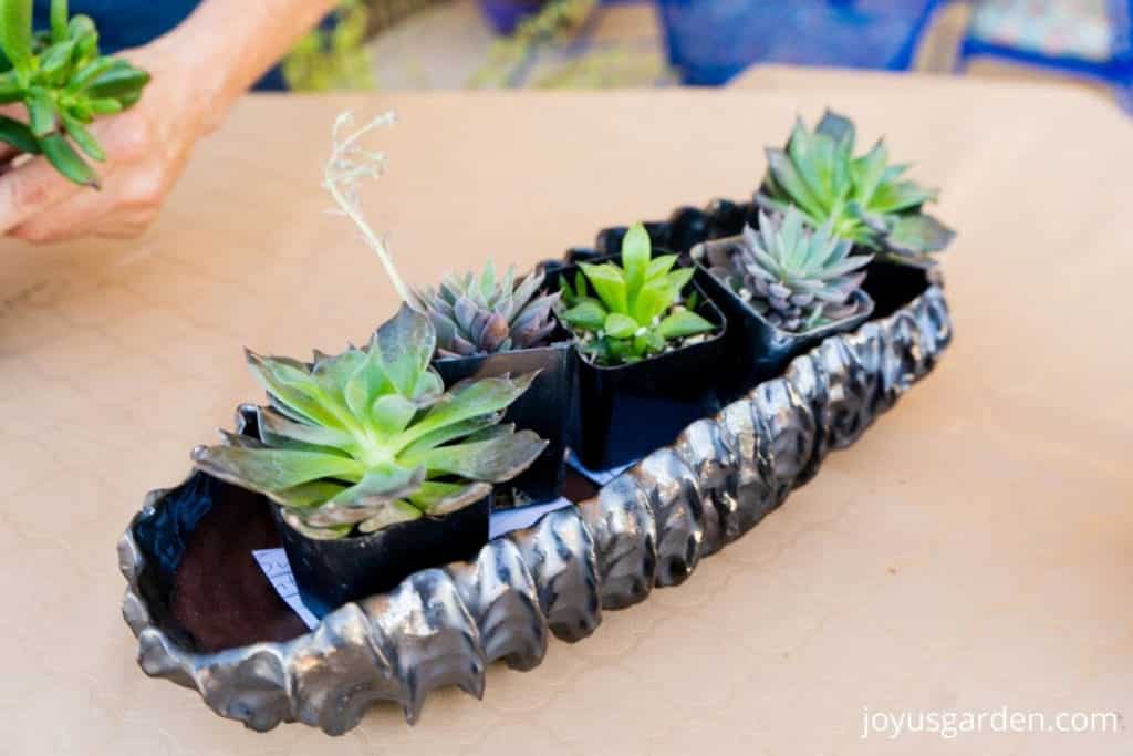 5 small succulent plants are laid out in a handmade bronze metallic planter dish