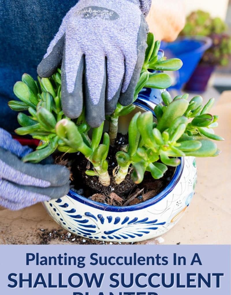 2 hands are planting a small jade plant into an odd-sized cat planter the text reads planting succulents in a shallow succulent planter
