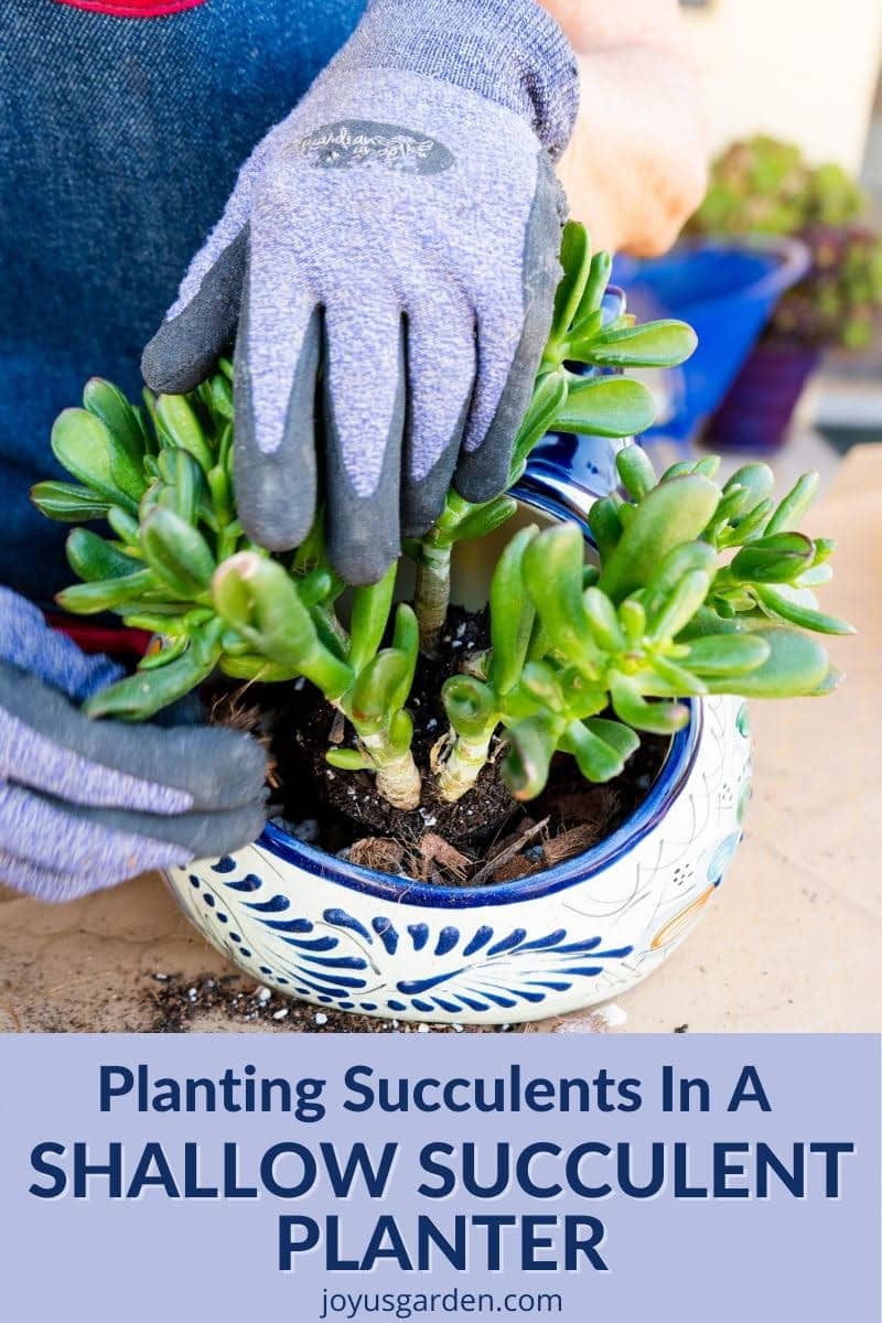 Planting Succulents with the Soil and Containers