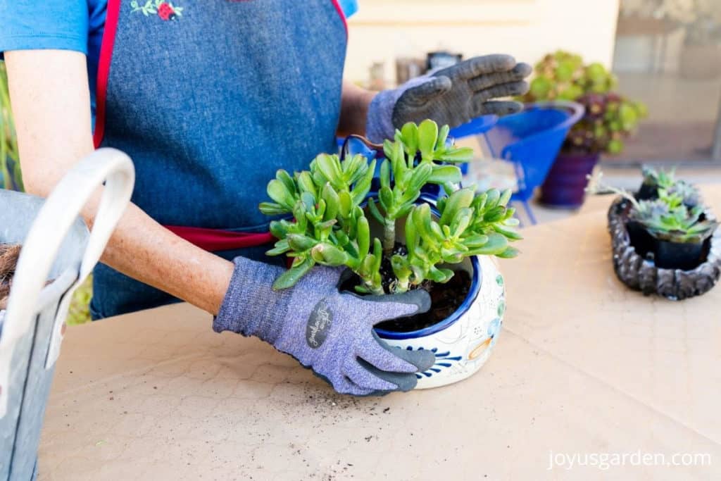 1 hand plants a small jade plant succulent into a talavera cat planter a low bronze dish filled with succulents sit nearby