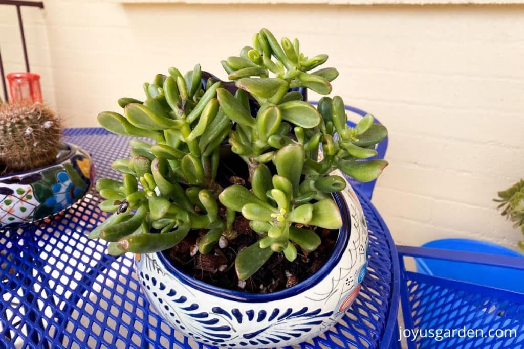 close up of a small jade plant planted in an asymmetrical cat talavera planter