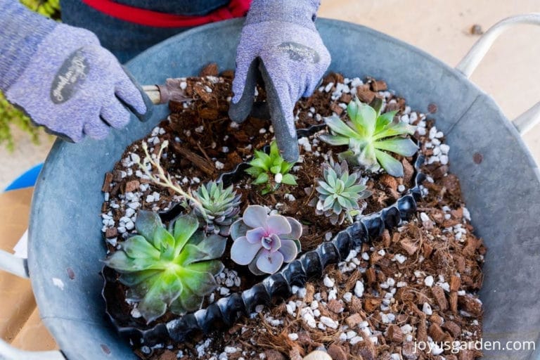 How to Plant Succulents In A Shallow Succulent Planter