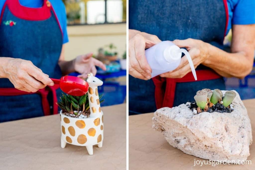 a collage of 2 photos 1 shows a giraffe plant & the other a pumice planter both are being watered