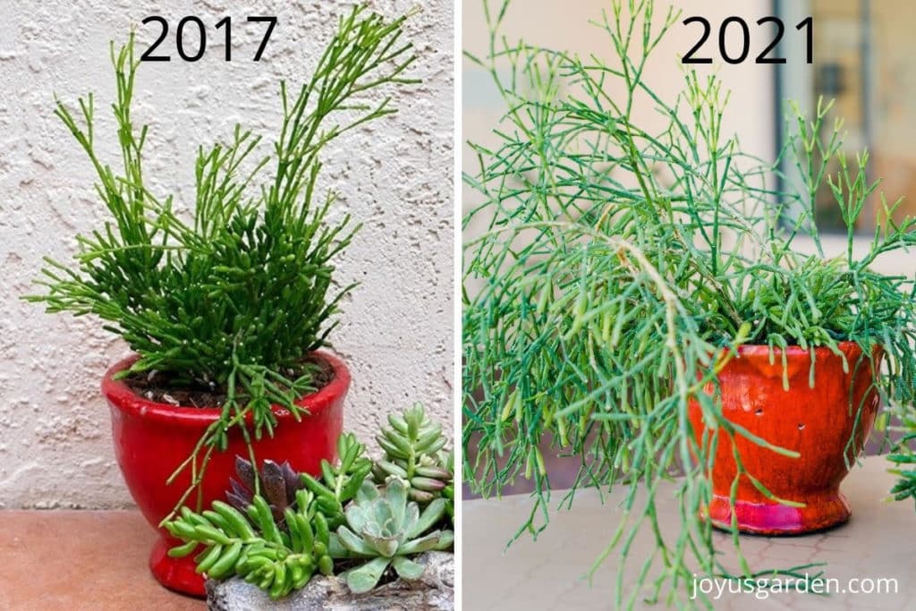 side by side photos of a dancing bones cactus in a red pot one says 2017 & the other 2021