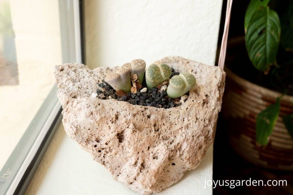 a pumice planter with living stones succulents planted in it